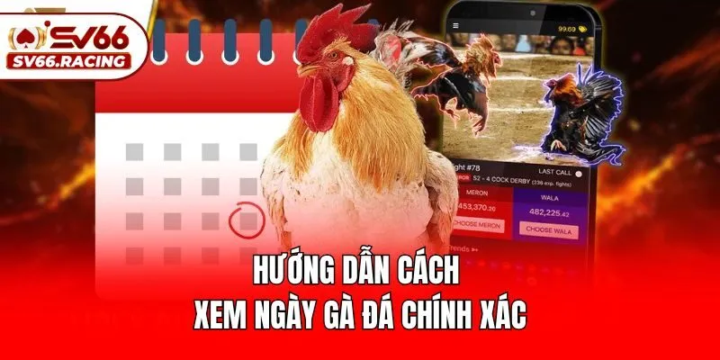 Hướng dẫn cách xem ngày gà đá chính xác